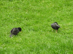 Sturnus unicolor