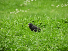 Sturnus unicolor