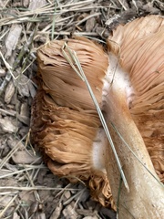Agaricomycetes