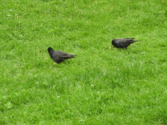 Sturnus unicolor
