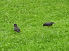 Sturnus unicolor