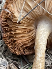 Agaricomycetes