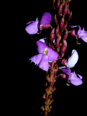 Macropsychanthus malacocarpus