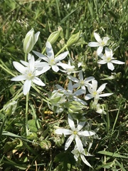 Ornithogalum umbellatum