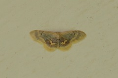 Idaea scintillularia