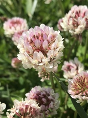 Trifolium repens