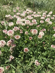 Trifolium repens