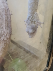 Uroplatus henkeli