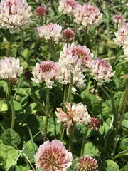 Trifolium repens