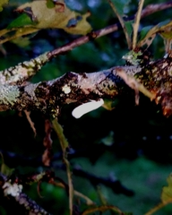 Tegeticula yuccasella