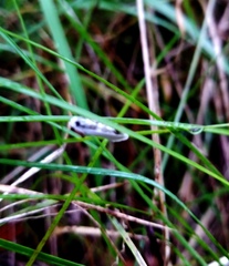 Tegeticula yuccasella