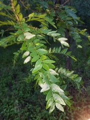 Gleditsia aquatica
