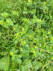 Medicago lupulina