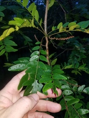 Gleditsia aquatica