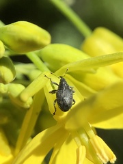 Ceutorhynchus obstrictus