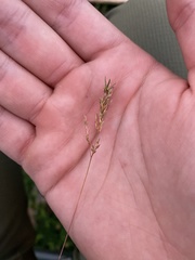 Agrostis hyemalis