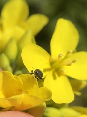 Ceutorhynchus obstrictus