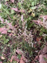 Agrostis hyemalis