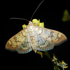 Mimorista