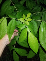 Carya myristiciformis