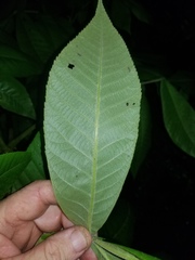 Carya myristiciformis