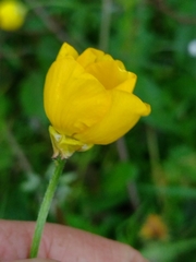 Ranunculus bulbosus