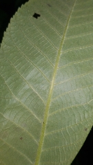 Carya myristiciformis