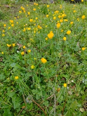 Ranunculus bulbosus