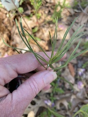Asclepias engelmanniana