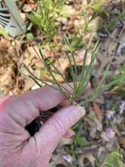 Asclepias engelmanniana