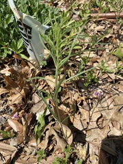 Asclepias engelmanniana