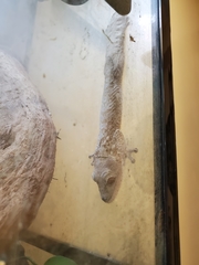 Uroplatus henkeli