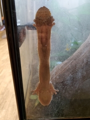 Uroplatus henkeli