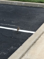 Charadrius vociferus