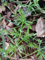Galium aparine