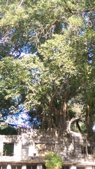 Ficus maxima