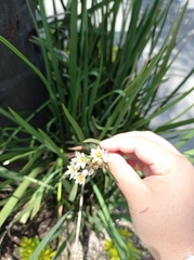 Nothoscordum gracile