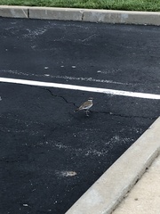 Charadrius vociferus