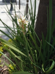 Nothoscordum gracile
