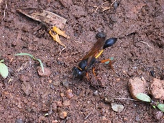 Sceliphron coromandelicum