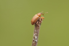 Curculionidae