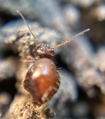 Allacma fusca
