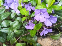 Vinca minor