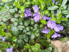Vinca minor