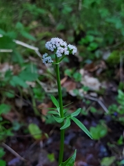 Valeriana dioica