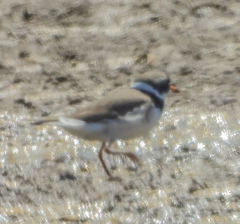 Charadrius hiaticula