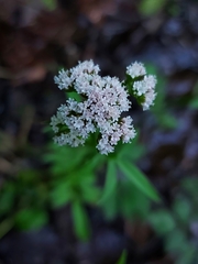 Valeriana dioica