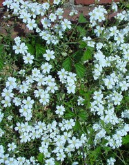 Cerastium arvense × tomentosum