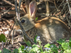 Oryctolagus cuniculus