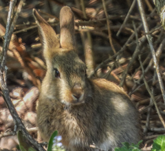 Oryctolagus cuniculus